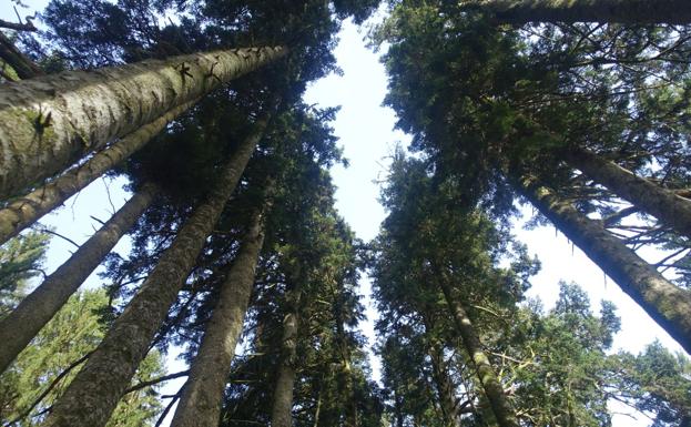 Petriketa, entre molinos y gigantes