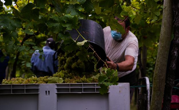 Una uva «sana y de calidad» permite producir 2.700.000 litros de txakoli de Getaria