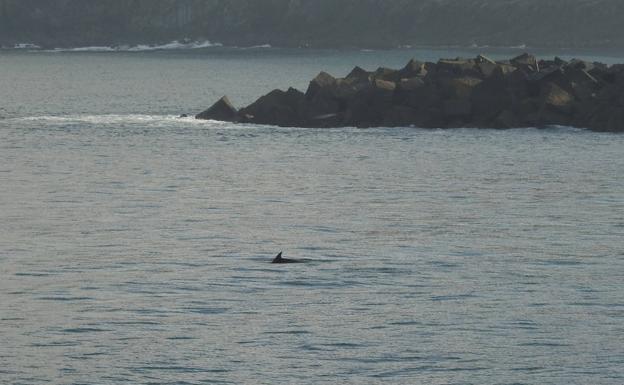 Un grupo de delfines visita San Sebastián