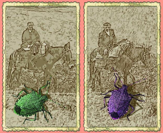 Observar y comprender