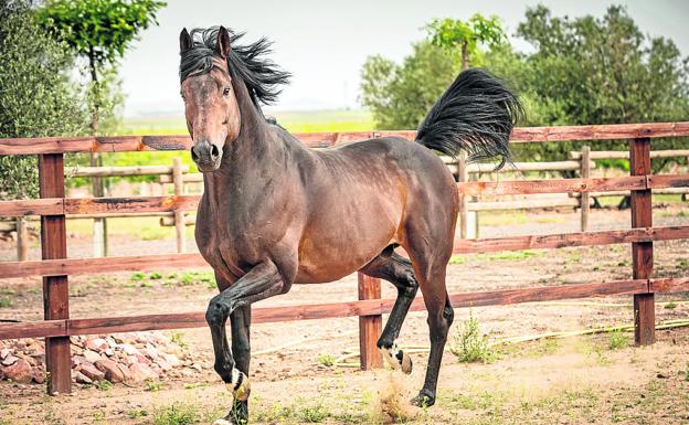 Un semental de 1.900 euros por cubrición