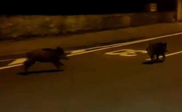 Batida de jabalíes en Igeldo para combatir la superpoblación