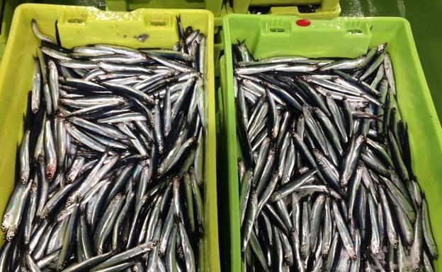Pasaia comienza a descargar anchoa para venta al por menor, que este miércoles cotizó a 4,5 euros