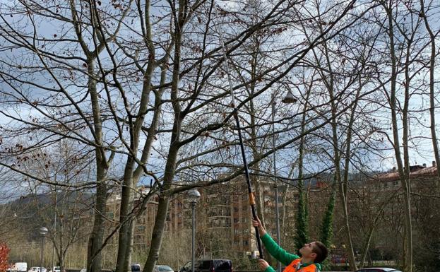 La avispa asiática, a raya de salida