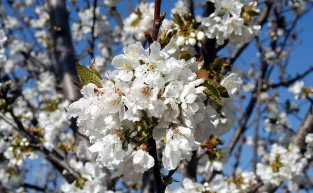 La floración en el Valle del Jerte da comienzo a la campaña de cerezas