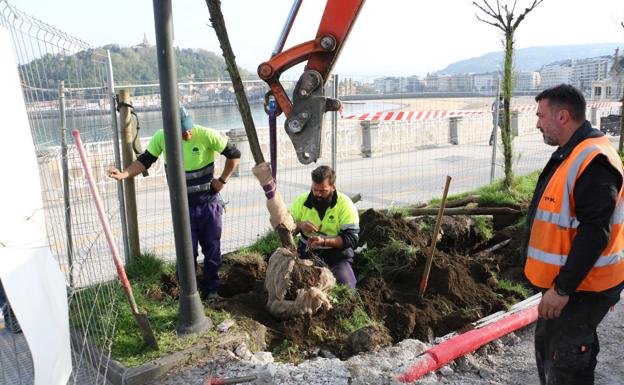 Trasladan 40 tamarices por las obras de La Concha