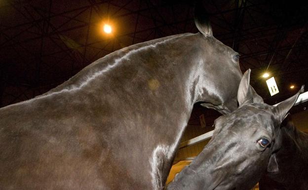 Detenido en Donostia el miembro de una red de dopaje de caballos en Francia