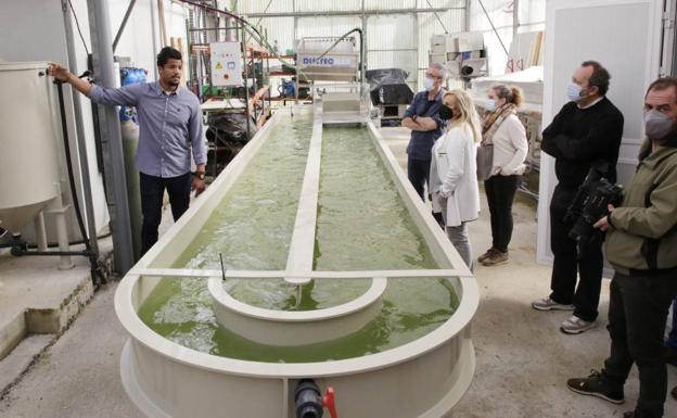 Asteasun mikroalgak ekoitziko dituzte helburu komertzialekin