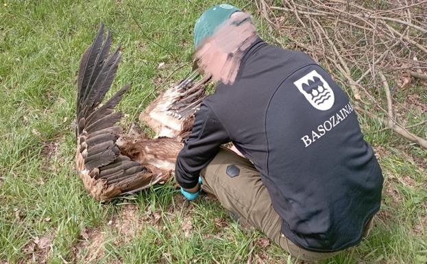 Aparece un buitre electrocutado bajo una línea eléctrica