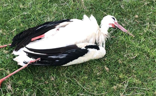 Eguzki denuncia ante la Fiscalía la muerte de una cigüeña «presuntamente electrocutada» en Mutriku