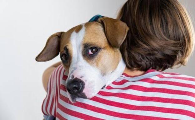 Los perros previenen el suicidio juvenil