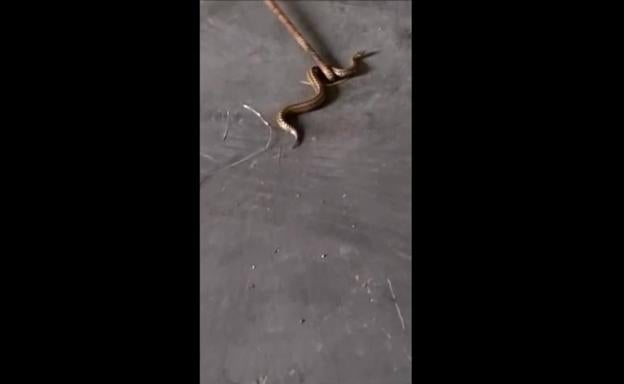 Denuncian la presencia de una serpiente y ratas en el parking del aeropuerto de Loiu