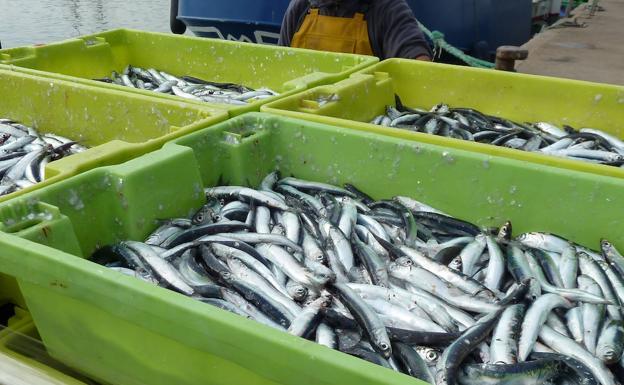 La flota de cerco agota más de la mitad de la cuota de anchoa