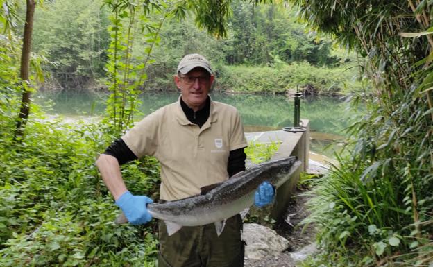 El primer salmón del Urumea: un macho de 5 kilos y 79 centímetros