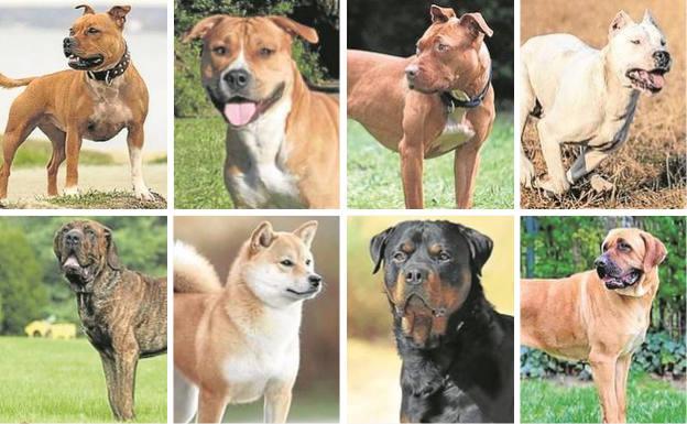 Estas son las ocho razas potencialmente peligrosas