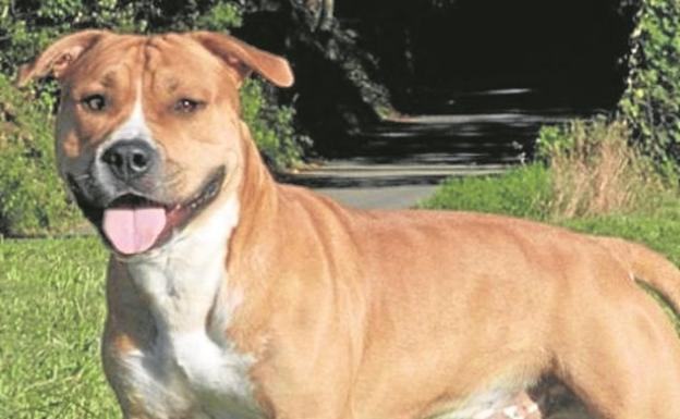 Cinco horas para reducir a un perro que hirió de gravedad a su dueña en Endarlatsa