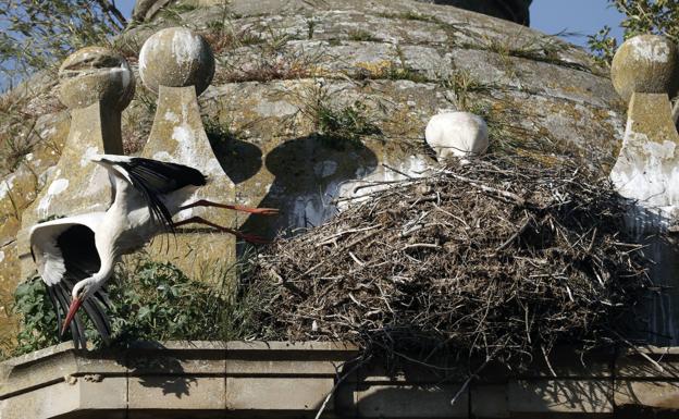 Agricultura ha detectado 68 casos de gripe aviar en España desde enero