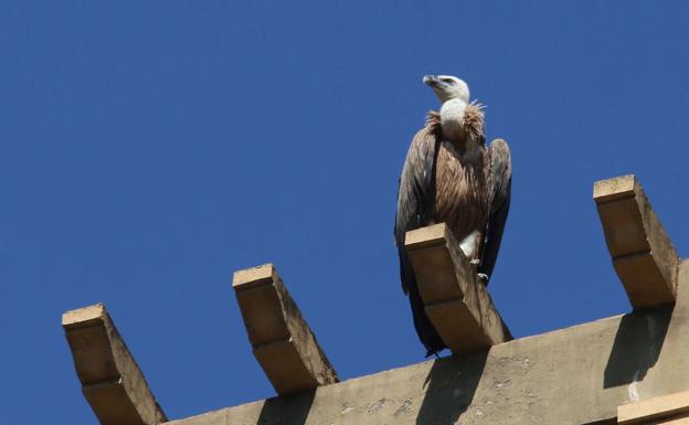 «Es ya una enfermedad animal endémica; debemos habituarnos a convivir con ella»