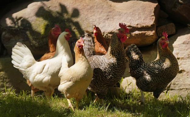 El Gobierno Vasco confirma que aún no se ha detectado ningún caso más de gripe aviar