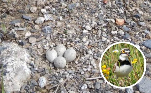 Retrasan las obras de una empresa en Hernani para proteger los ocho huevos de dos parejas de chorlitejos chicos