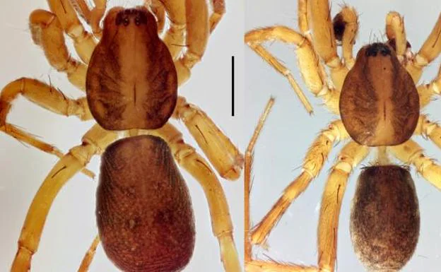 Un biólogo navarro descubre una nueva especie de araña, la 'Agroeca istia'