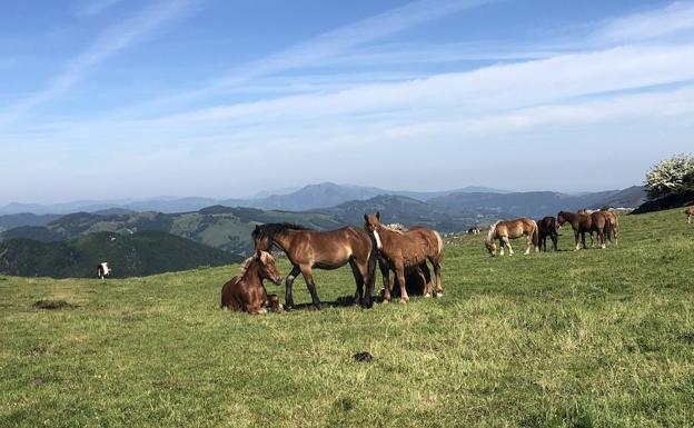 Kornieta, el poder del viento