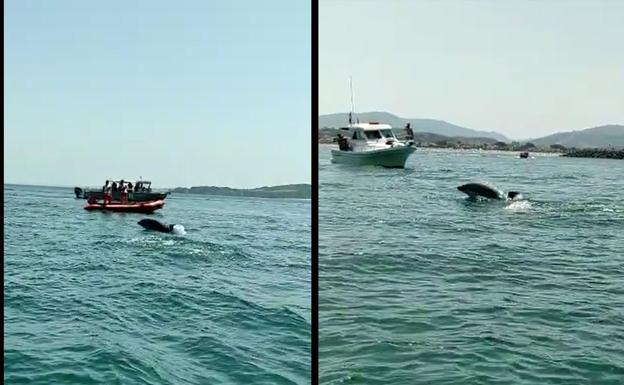 Un grupo de delfines se suma a la jornada de calor en la desembocadura del Bidasoa
