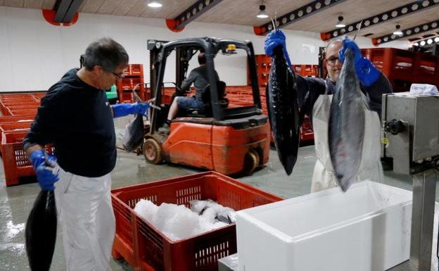 Primera descarga importante de bonito con 166.000 kilos en los puertos guipuzcoanos