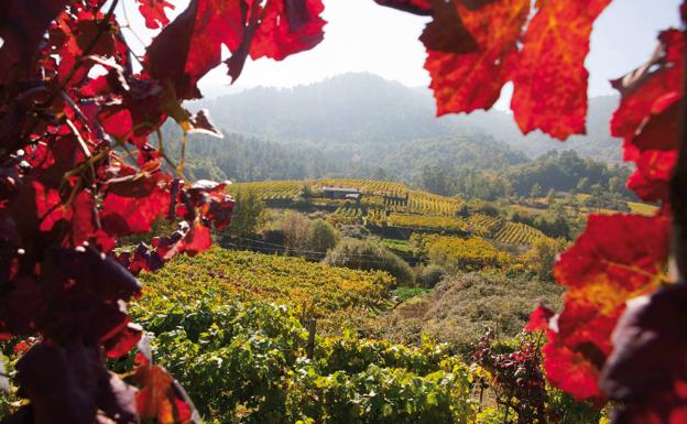 Vino D.O. Ribeiro, un lujo gallego para maridar con nuestra gastronomía