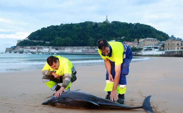 Retiran un delfín en la playa de La Concha
