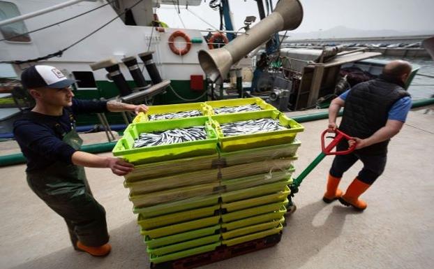 La costera de la anchoa logra un 20% menos de capturas que el año pasado