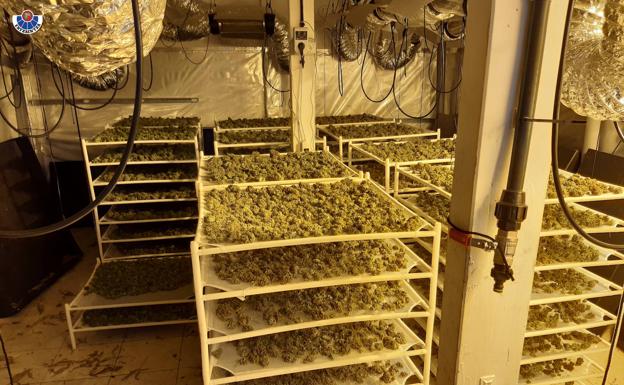 Cuatro detenidos en Oiartzun, uno de ellos de 80 años, tras desmantelar una plantación ilegal de marihuana en el interior de un pabellón