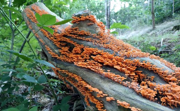 Alertan de la amenaza de un hongo invasor de Madagascar en un bosquete de Astigarraga