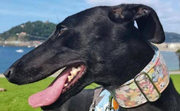 Movilización para buscar a Ivy, un galgo negro desaparecido en Donostia