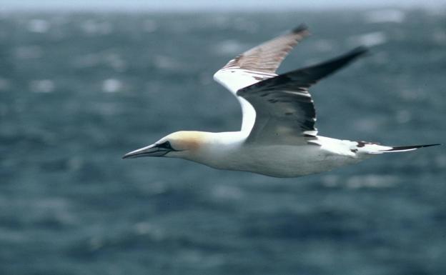 Detectado un tercer foco de gripe aviar en Gipuzkoa