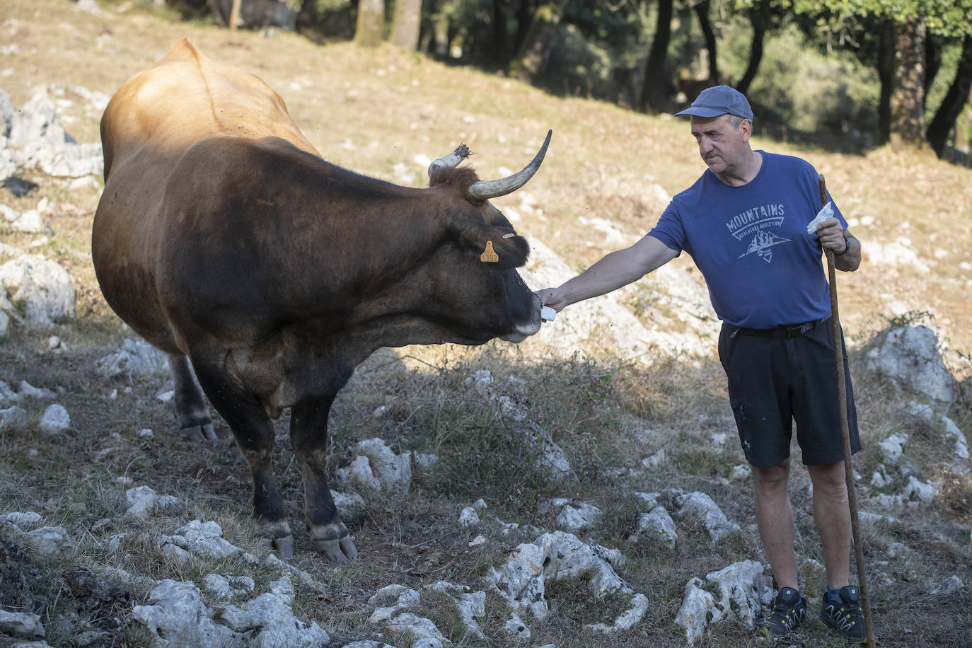 Los pastores lanzan un SOS por su ganado