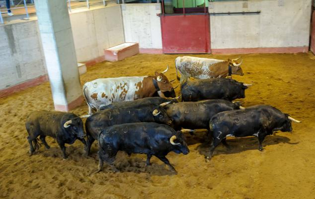 Ya están en Illunbe los primeros toros de Semana Grande