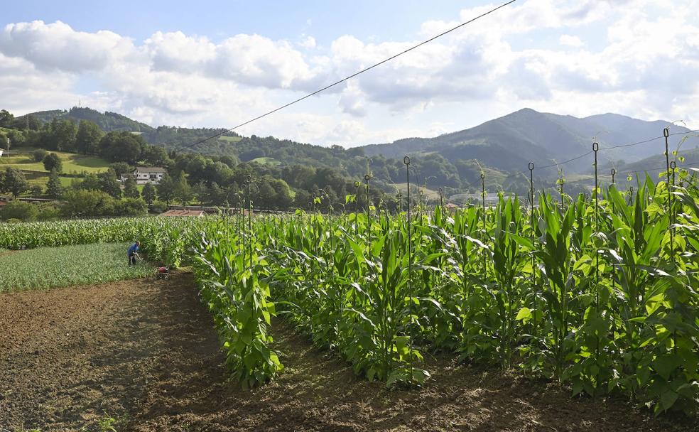 21 hectáreas para sembrar la alubia de Tolosa