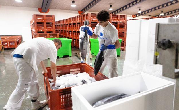 La costera del bonito se alarga a septiembre