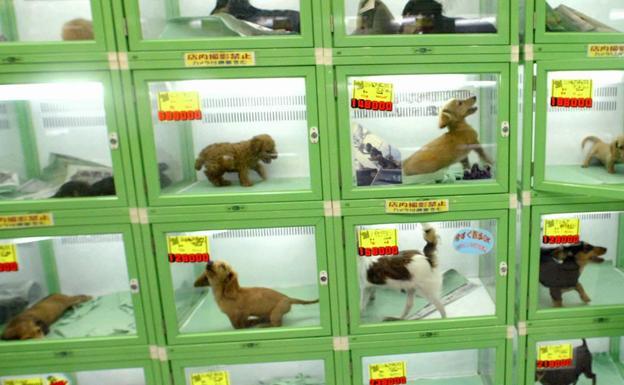 A partir de hoy se podrá multar con hasta 100.000 euros por maltrato y abandono animal en Euskadi