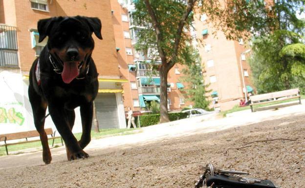 La Ertzaintza investiga si la muerte de un hombre en Mungia el pasado lunes se debió al ataque de un perro