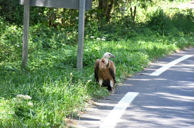 Putrea agertu zen atzo Amezketarako errepidean