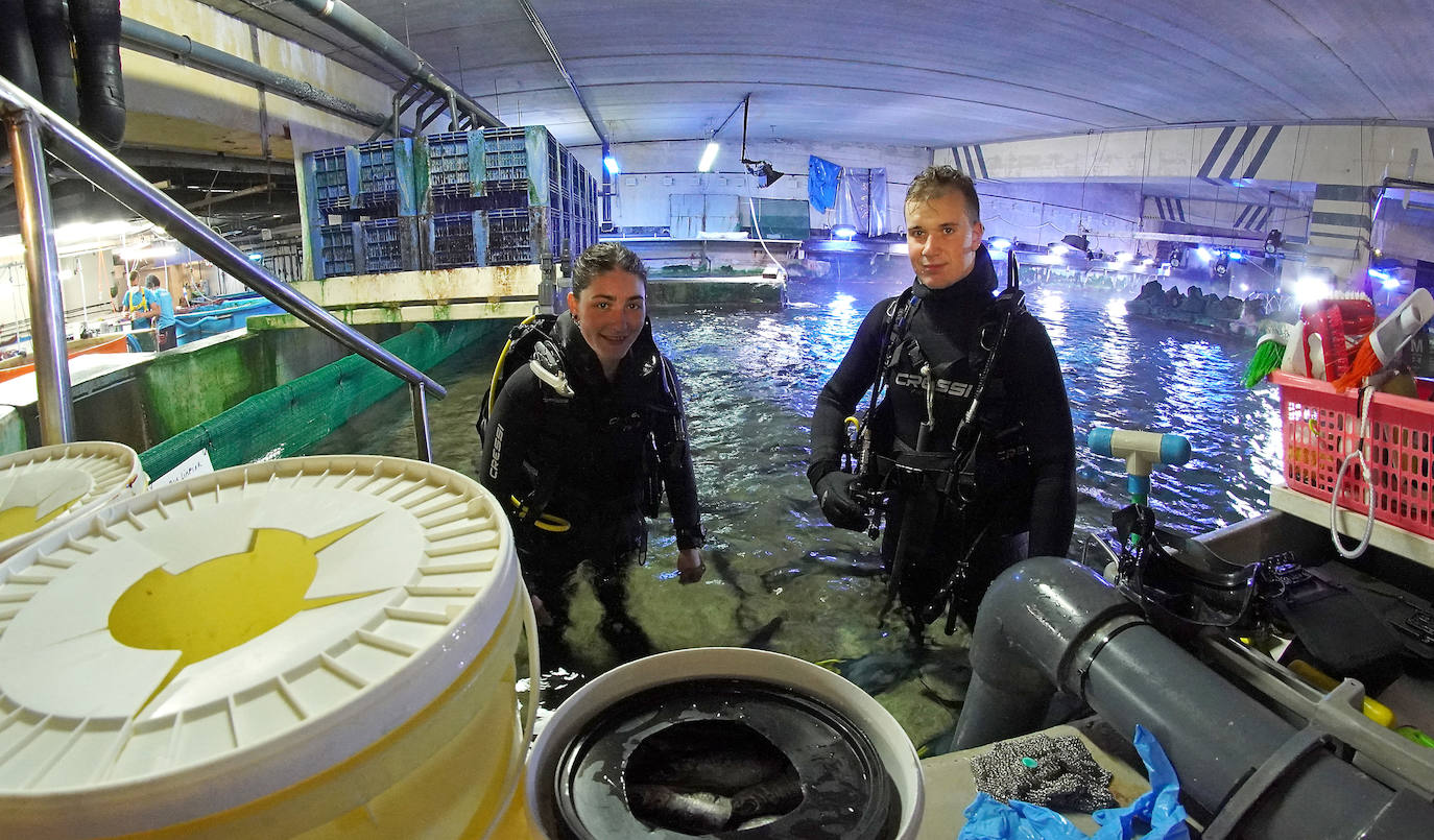 Los secretos del Aquarium donostiarra