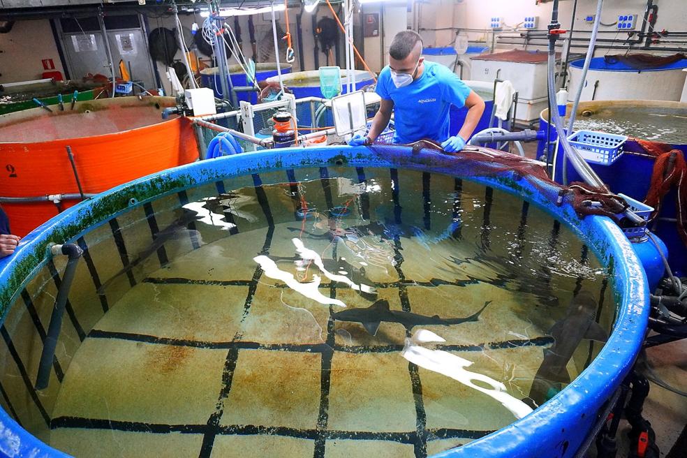 Lo que se esconde tras el Aquarium