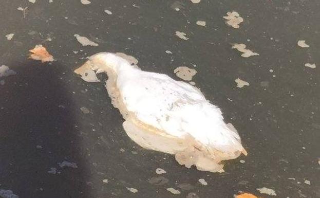 Eguzki alerta sobre la muerte de varios patos en Cristina Enea y el río Urumea