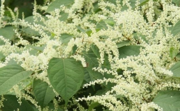 Trabajos de eliminación de flora exótica invasora en el cauce del río Kilimón