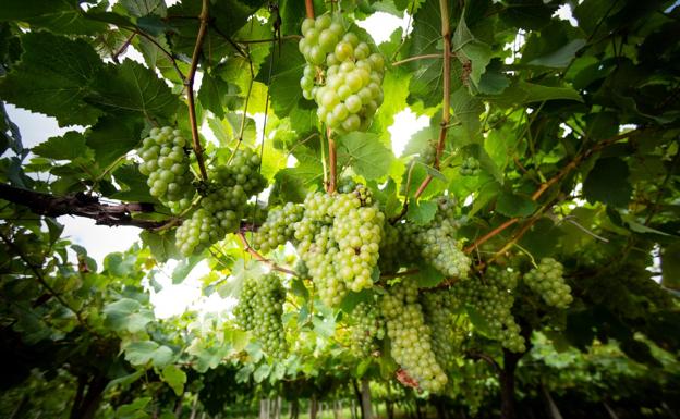 Uva de calidad y con mayor graduación
