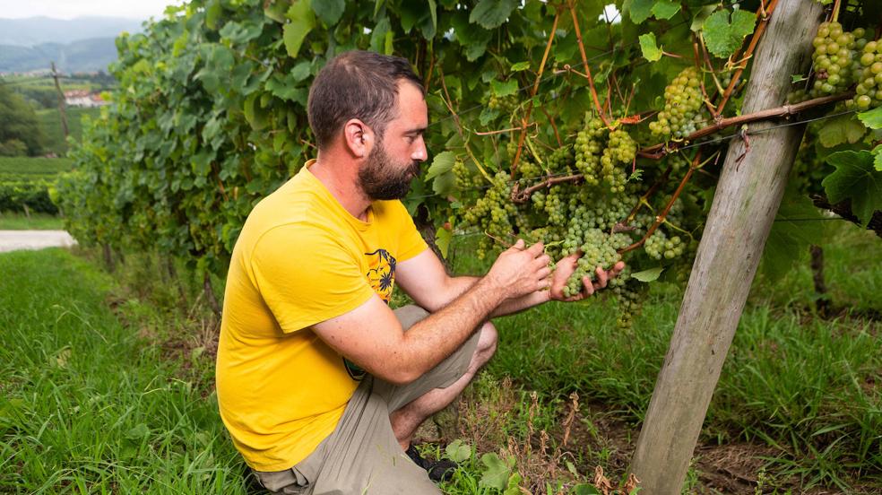 La cosecha de txakoli sí ha sido buena: la producción sube un 20% y las ventas, un 13%