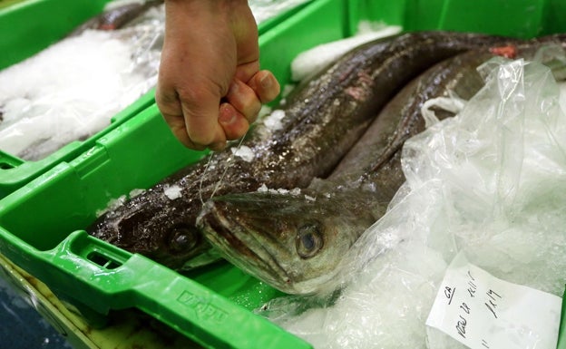 Pesca de bajura en verano, hay vida más allá del bonito del norte