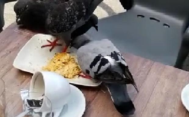 La encarnizada lucha de unas palomas por un pintxo de tortilla de patatas